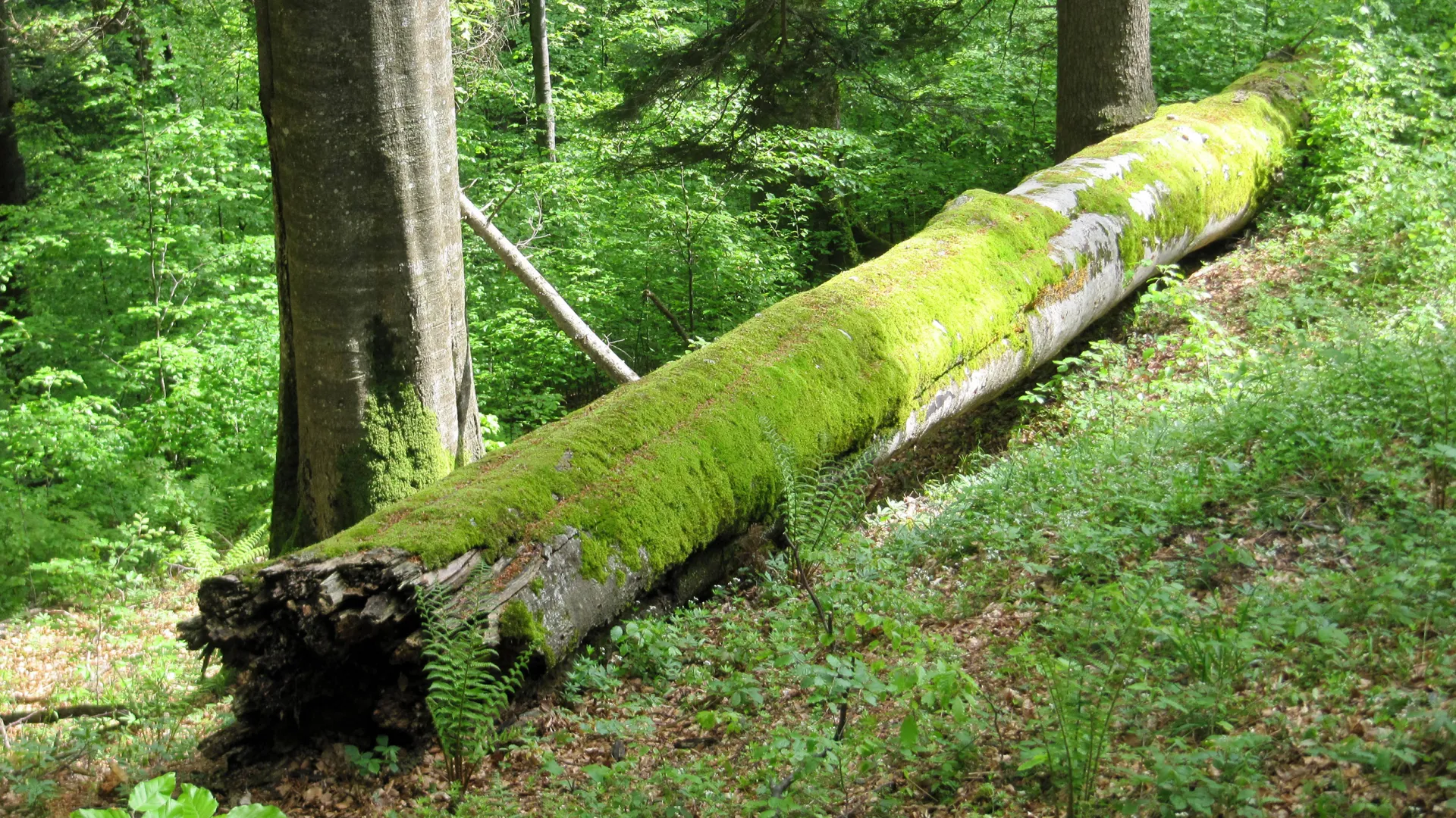 Alter, mit Moos bewachsener Baumstamm