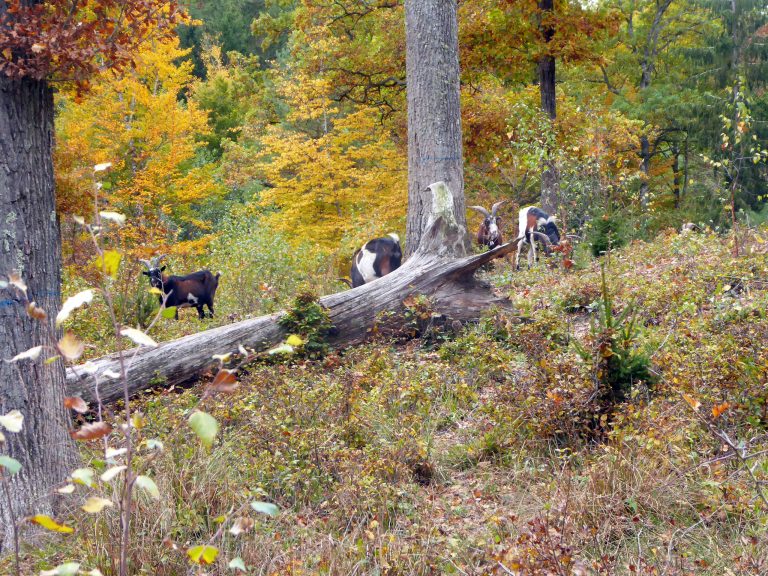 Ziegenherde auf der Waldweide