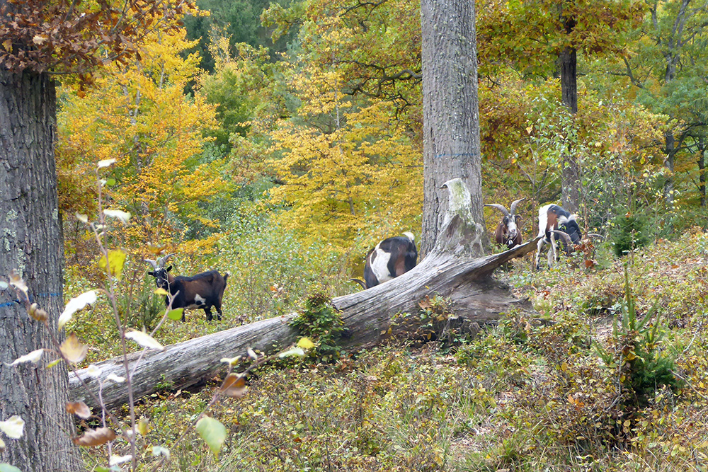 Waldweide: Ziegen