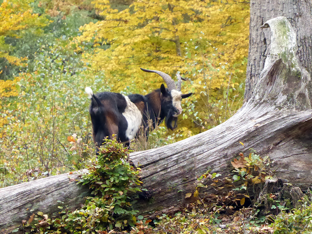 Waldweide: Ziege