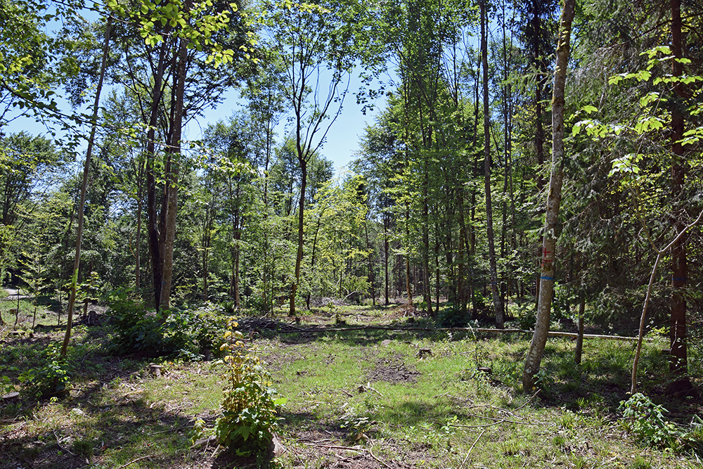 Waldweide: Blick in den Wald