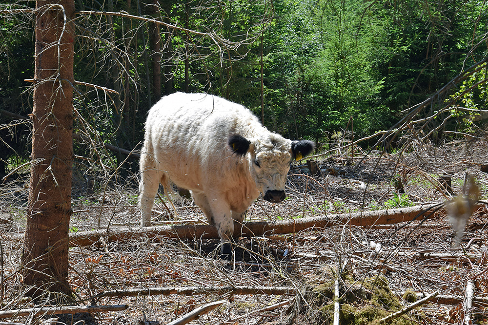 Waldweide: Rind