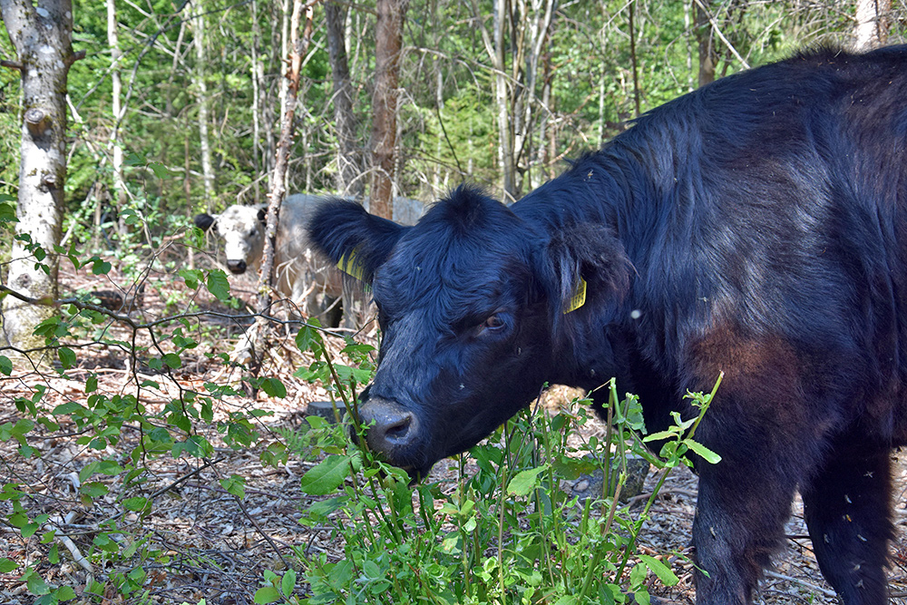 Waldweide: Rind