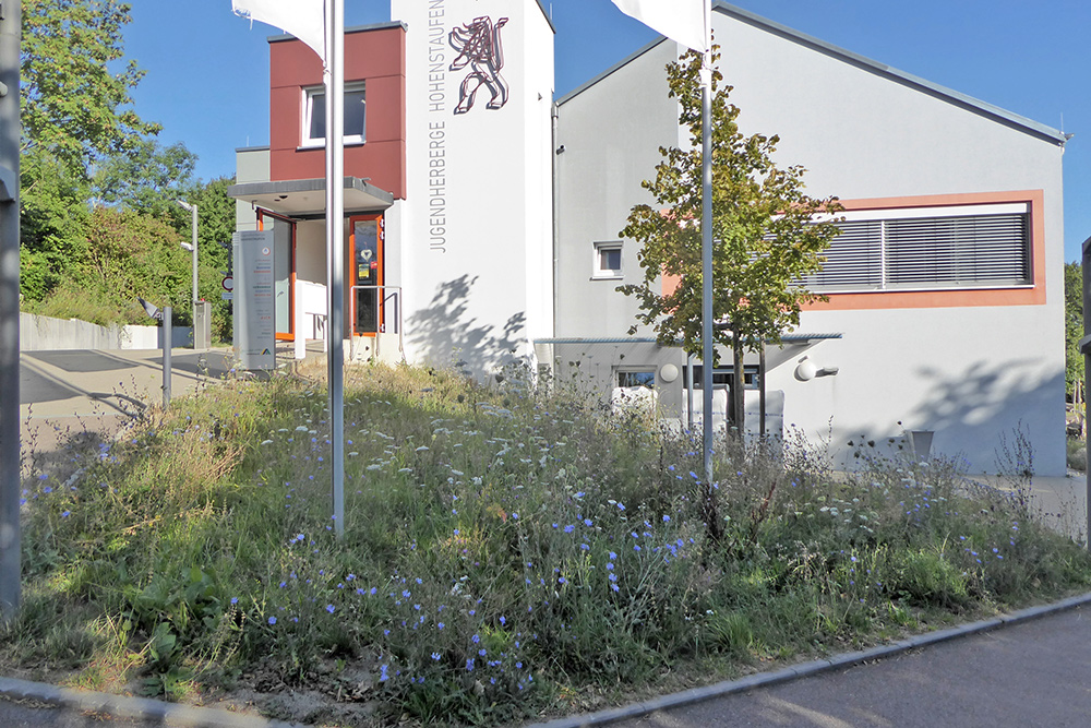 Blühwiese Hohenstaufen im August 2026 mit vielen blühenden Blumen