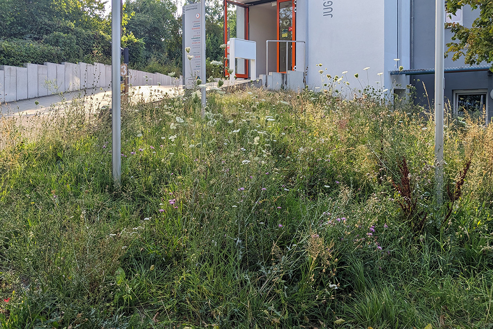 Blühwiese Hohenstaufen im August 2026 mit vielen blühenden Blumen