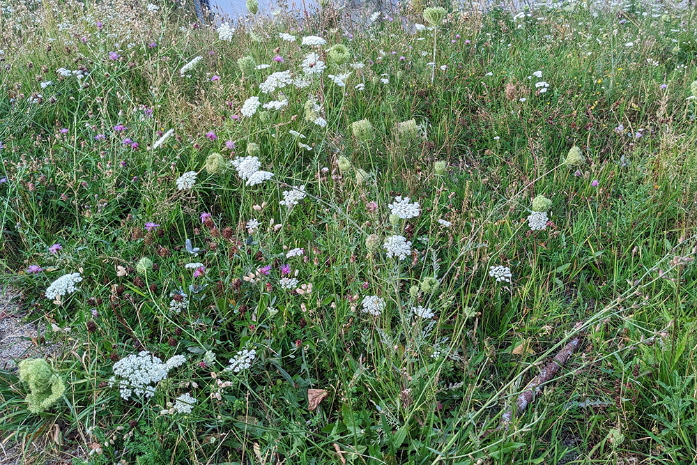 Blühwiese Hohenstaufen im August 2026