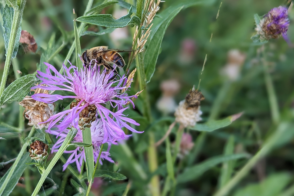 Wiesen-Flockenblume auf der Blühwiese Hohenstaufen im August 2026