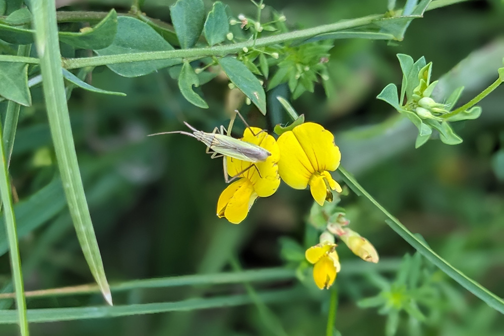 Hornklee auf der Blühwiese Hohenstaufen im August 2026