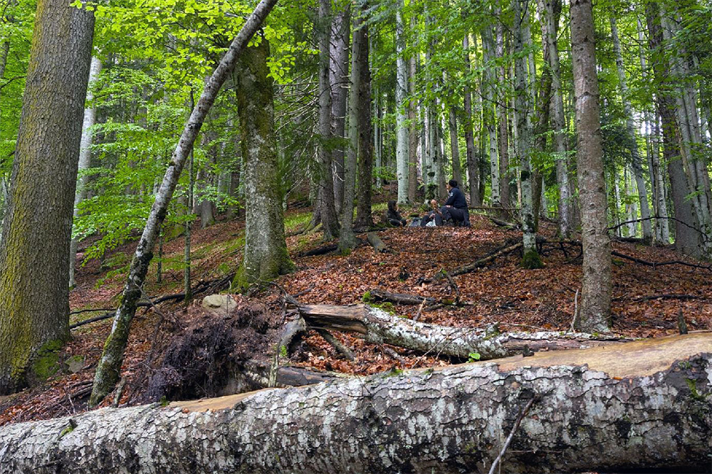 Bilder vom Projekt Rumänische Urwälder