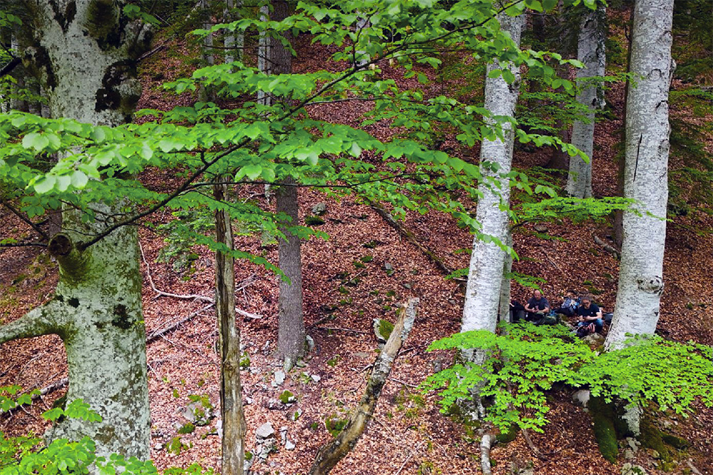 Bilder vom Projekt Rumänische Urwälder