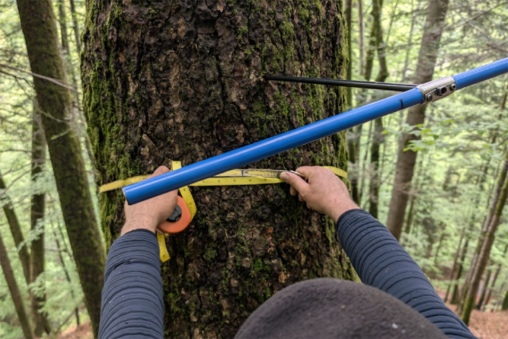 Bilder vom Projekt Rumänische Urwälder