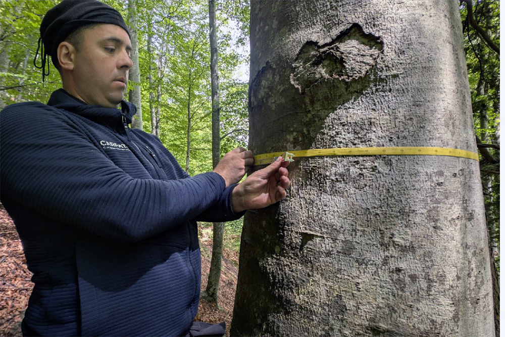Bilder vom Projekt Rumänische Urwälder